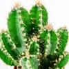 Cereus floridianus – „Grüne Finger“ – in einem 5,5-cm-Topf Produktbild-Vorschau 3