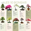 Bonsai starter kit bonsai set - 10 zaden - Complete Productafbeelding-voorbeeld 2