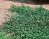 Juniperus horizontalis 'Wiltonii', Kriech-Wacholder, ca. Produktbild-Vorschau 2