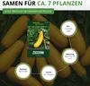 Zucchini Gold Rush F1 Samen - Cucurbita pepo - Produktbild-Vorschau 3