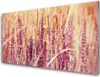 Acrylglasbilder 100x50 Wandbild Druck Weizen Pflanzen Produktbild-Vorschau 1