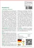 SAFLAX - Heilpflanzen - Ringelblume - 50 Samen - Calendula Produktbild-Vorschau 3