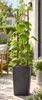 Kiwi ‘Hayward’ 50–70 cm – weibliche Actinidia deliciosa – Produktbild-Vorschau 1