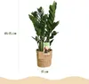 Zamioculcas 65 - 75cm, 17cm, s košíkem, do obývacího Náhled obrázku produktu 3