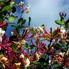 A close-up view of honeysuckle flowers and leaves against a bright blue sky. Anteprima dell’immagine prodotto