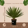 Trendyplants - Yucca Gloriosa - Gartenpflanze - Höhe 70-90 Produktbild-Vorschau 3