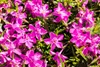 Phlox subulata 'Atropurpurea', Teppichphlox, purpurrot, ca. Produktbild-Vorschau 3