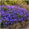 Stauden Gänge 5 x Geranium 'Rozanne ®' im 1 Liter Topf - Produktbild-Vorschau 1
