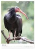Der Waldrapp - Der etwas andere Vogel (Wandkalender 2027 Produktbild-Vorschau 7