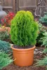Thuja orientalis 'Aurea Nana', Lebensbaum, goldgelb, 30–40 Produktbild-Vorschau 9