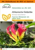 SAFLAX Garden in the bag - Afrikanische Kletterlilie - Produktbild-Vorschau 1
