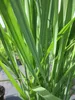 Panicum virgatum Northwind - Rutenhirse Nordwind Produktbild-Vorschau 3