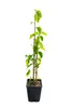 Weiße Maulbeere 50–70 cm (Morus alba) – Winterharter Produktbild-Vorschau 4