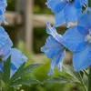 Bloomique - Lot de 6 - Delphinium M.Fount.Sky Blue - Voir les images du produit 4