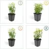 Plants by Frank | 6 Gelbe Spindelstrauch Pflanzen | Produktbild-Vorschau 6