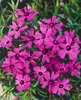 Phlox subulata 'Atropurpurea', Teppichphlox, purpurrot, ca. Produktbild-Vorschau 2