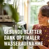 SANA Terreau pour plantes vertes et palmiers Voir les images du produit 3
