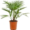 Bloomique - Chamaerops Humilis - Palma karłowata europejska Podgląd zdjęcia produktu 1