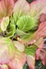 Bergenia cordifolia, Riesensteinbrech, rosa Blüten, ca. Produktbild-Vorschau 2