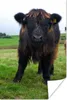MuchoWow® Poster Schottische Highlander - Kühe - Natur - Produktbild-Vorschau 1