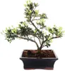 Zewnetrzne Bonsai Rhododendron simsii - Azalia 20cm Podgląd zdjęcia produktu 2