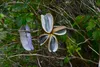 Akebia quinata, faux concombre/baie grimpante, hauteur 80 Voir les images du produit 3