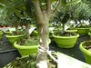 Olivenbaum Bonsai Formgehölz, Olive winterhart, Olea Produktbild-Vorschau 3