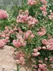 Bodendeckerrose The Fairy C 15- 20 Produktbild-Vorschau 11