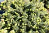 Picea glauca 'Echiniformis', Zwergfichte, kompakt, 20–25 cm Produktbild-Vorschau 7