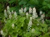 Stauden Gänge 3 x Tiarella cordifolia - Schaumblüte - Zarte Produktbild-Vorschau 2