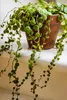 Bloomique - Callisia repens - Plante tortue - Comestible Voir les images du produit 2