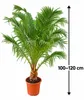 Zwerg-Dattelpalme Phoenix roebelenii 100–120 cm – Elegante Produktbild-Vorschau 5