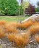 Carex testacea, Neuseeländisches Segge, orange-braun, ca. Produktbild-Vorschau 6