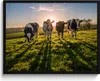 MuchoWow® MuchoWow® Gerahmtes Poster Kühe - Sonne - Gras - Produktbild-Vorschau 1