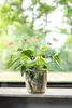 TS Collection - Vase Consich Monstera Mystery - 21x18 Produktbild-Vorschau 3