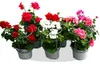 Geranien hängend - Pelargonium peltatum - 12cm Topf - Set Produktbild-Vorschau 1