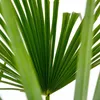 Bloomique - Trachycarpus Fortunei - Chinesische Hanfpalme - Produktbild-Vorschau 3