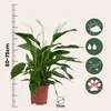 Friedenslilie - Einblatt - Spathiphyllum 'Lima' - Höhe Produktbild-Vorschau 2