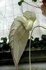 Fleur de pélican (Aristolochia grandiflora)  - 5 graines Voir les images du produit 3