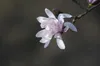 Magnolia stellata 'Rosea', Sternmagnolie, rosa Blüten, Produktbild-Vorschau 3