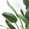 Bloomique - Strelitzia Reginae - Roślina rajskiego ptaka - Podgląd zdjęcia produktu 2