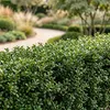 Green boutiQ - 40x Ilex crenata Stokes - Japanische Produktbild-Vorschau 4