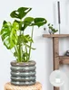 Bloomique - Monstera Deliciosa - Roślina serowa - Rośliny Podgląd zdjęcia produktu 6