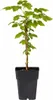 Tayberry Rubus Himbeere-Brombeere Kreuzung 60–70 cm – Produktbild-Vorschau 4