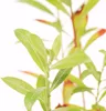 Salix gracilistyla 'Mount Aso'®, vŕba s ružovými mačkami - Náhľad obrázku produktu 3