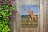 Gartenposter - 40x60 cm - Donating giraffes  - Modernes Produktbild-Vorschau 6