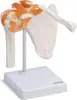 Schulter Schultergelenk Anatomie Modell lebensgroß mit Produktbild-Vorschau 1