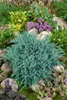Juniperus squamata 'Blue Carpet', Blauer Teppichwacholder, Produktbild-Vorschau 10
