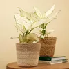 1x Aglaonema White Joy P12 H25 Produktbild-Vorschau 3