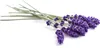 ipuro IFC2100 ipuro Raumduft Lavender Touch blumig Anteprima dell’immagine prodotto 2
